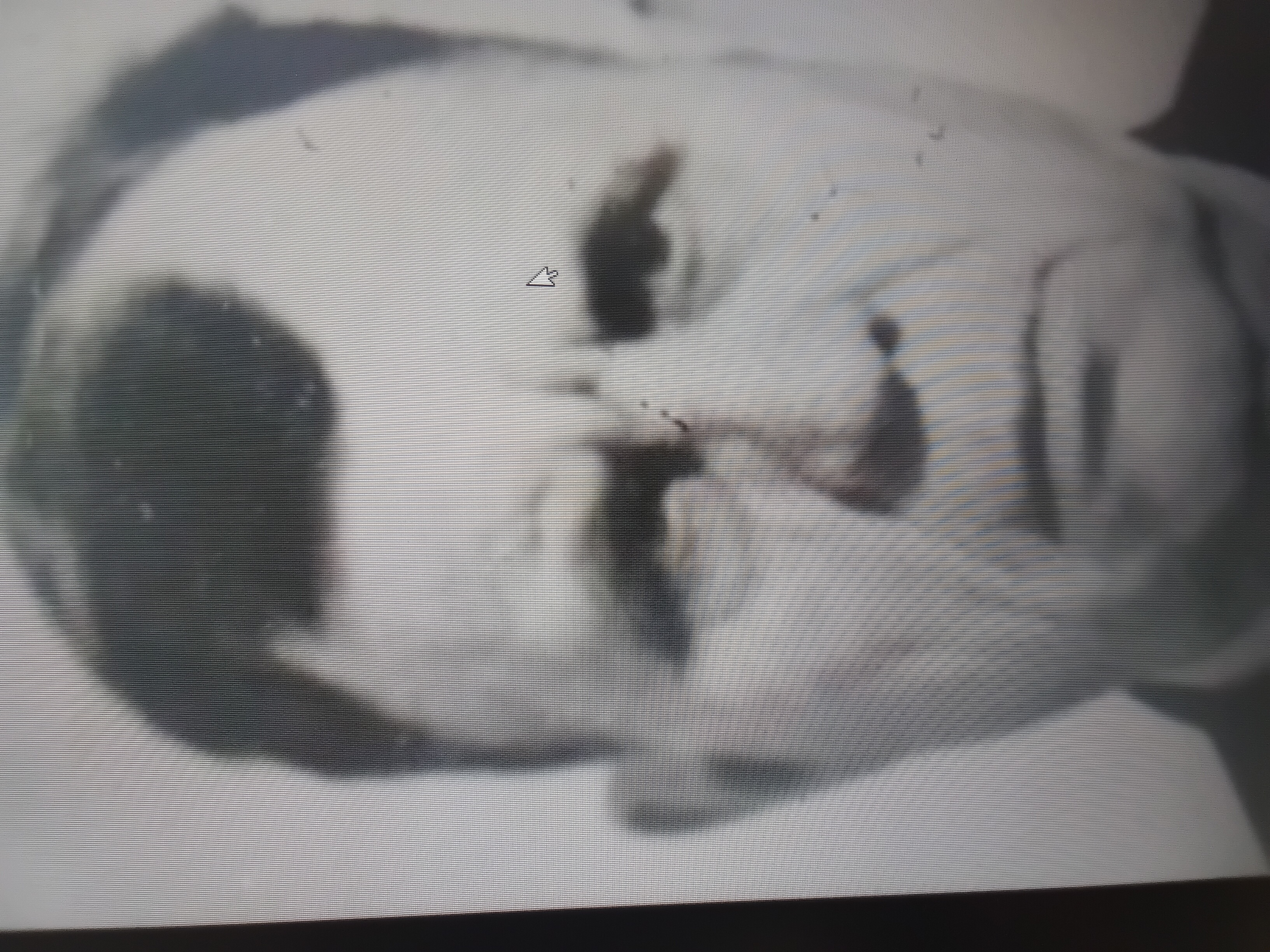 Коцар Герасим Максимович