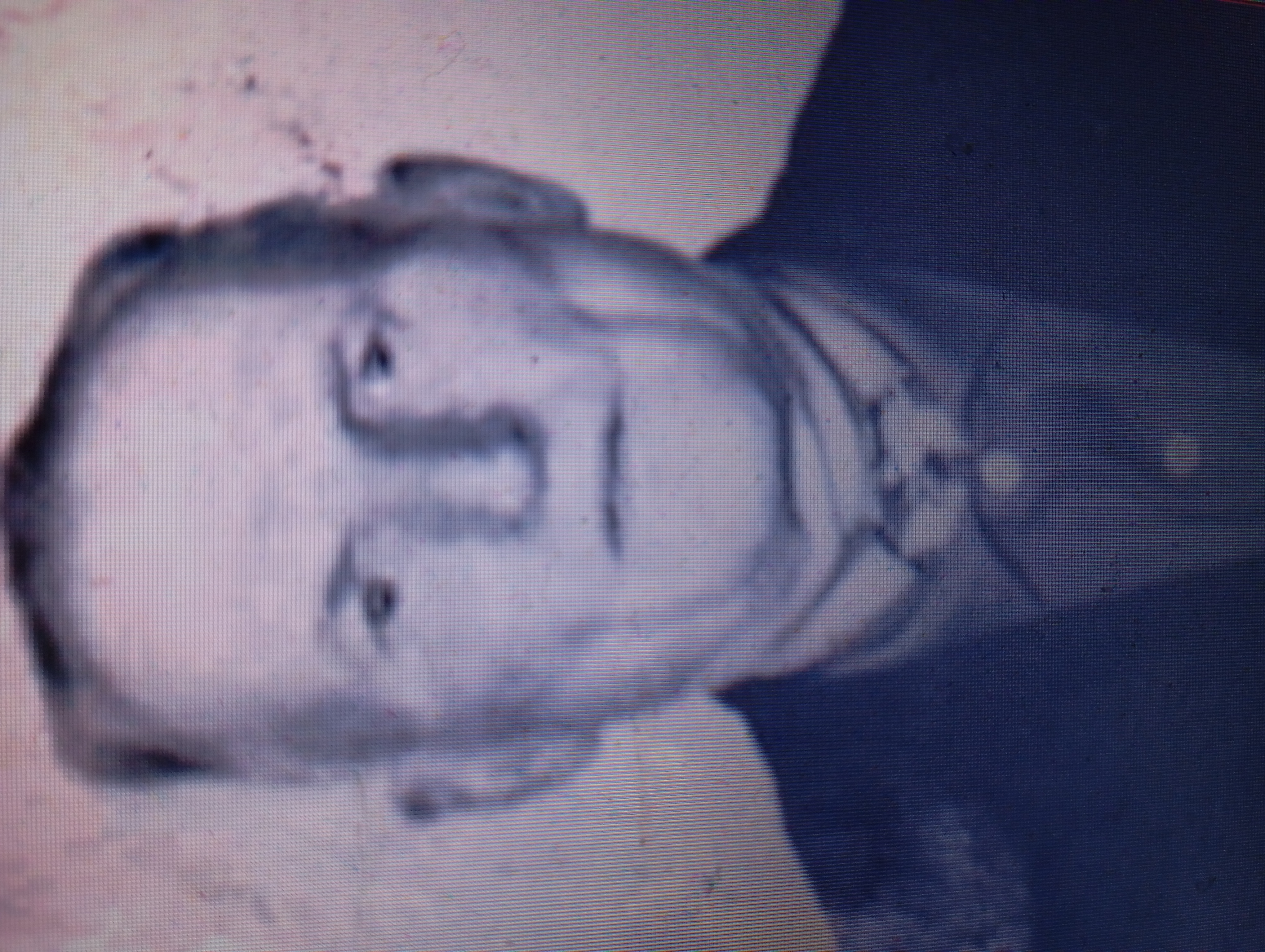 Босянок Павел Васильевич