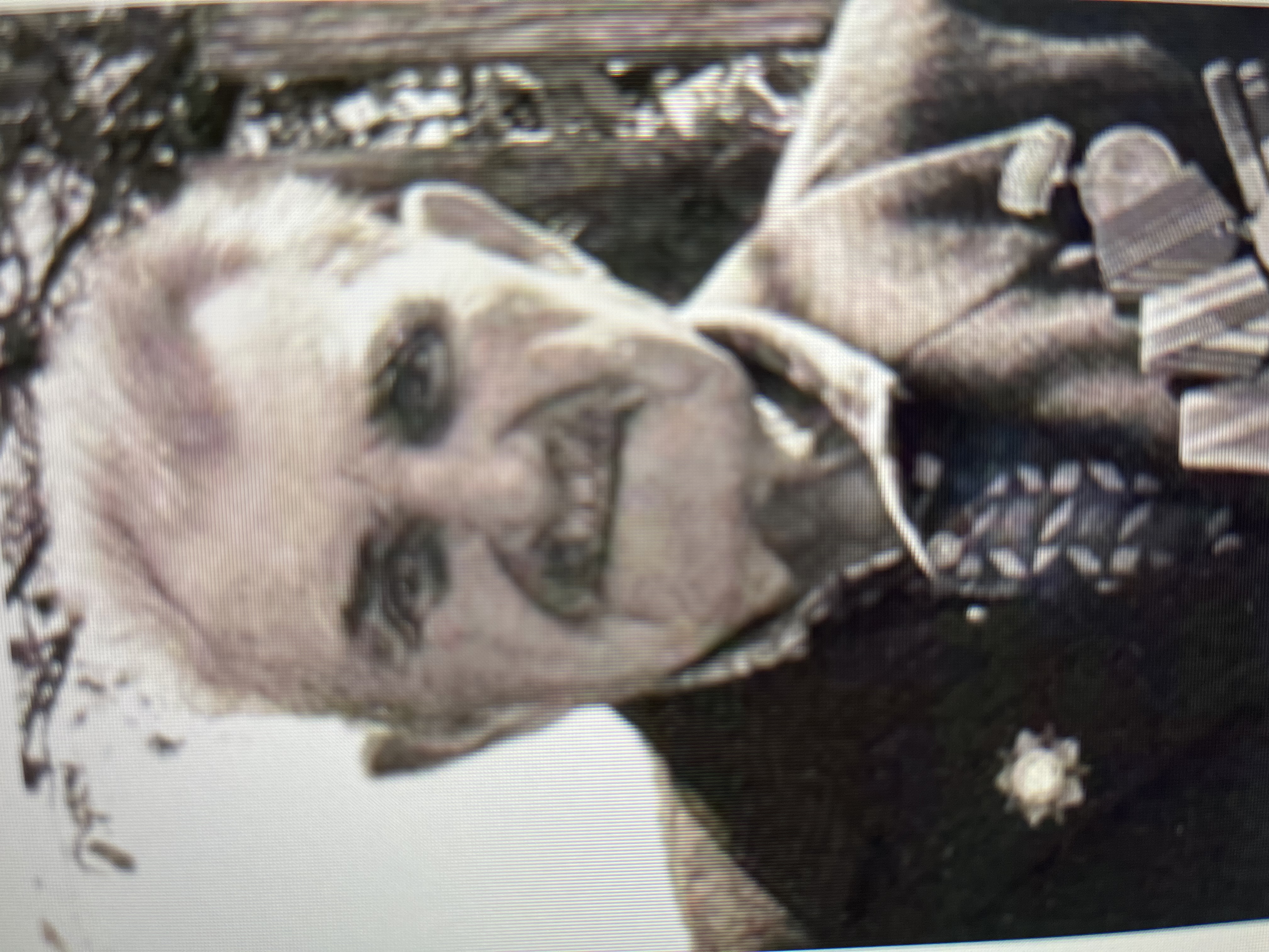 Телеш Александр Иванович